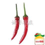 红杭椒