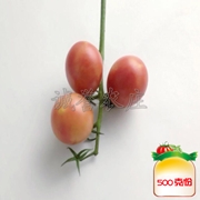 粉佳人水果西红柿